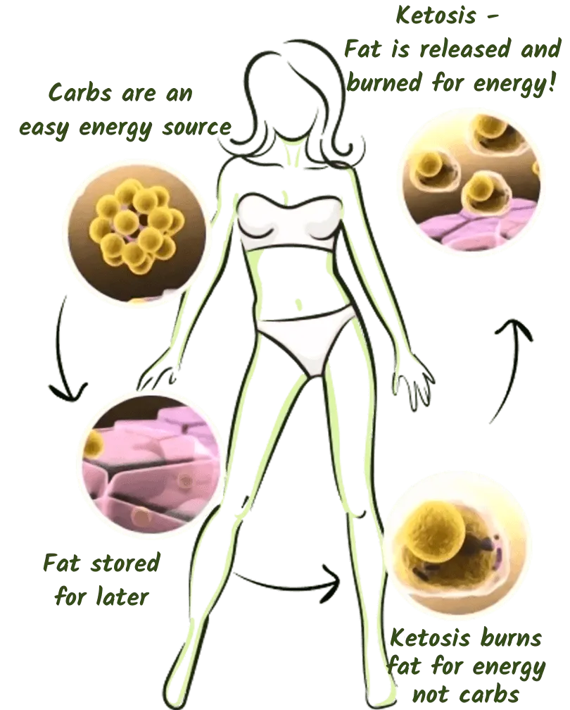 La science de la cétose — comment Fitness Keto fonctionne